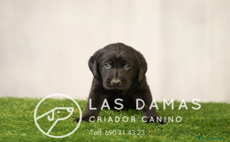 Labrador Retriever perros - Anuncio 3
