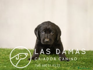 Labrador Retriever perros - Anuncio 1