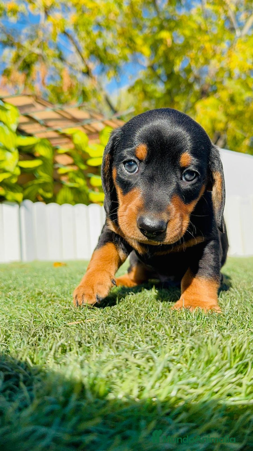 Teckel Miniatura perros en venta: TECKEL MINIATURA - Anuncio 25