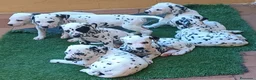 Dálmata perros en venta: Cachorros de dalmatas  - Anuncio 3