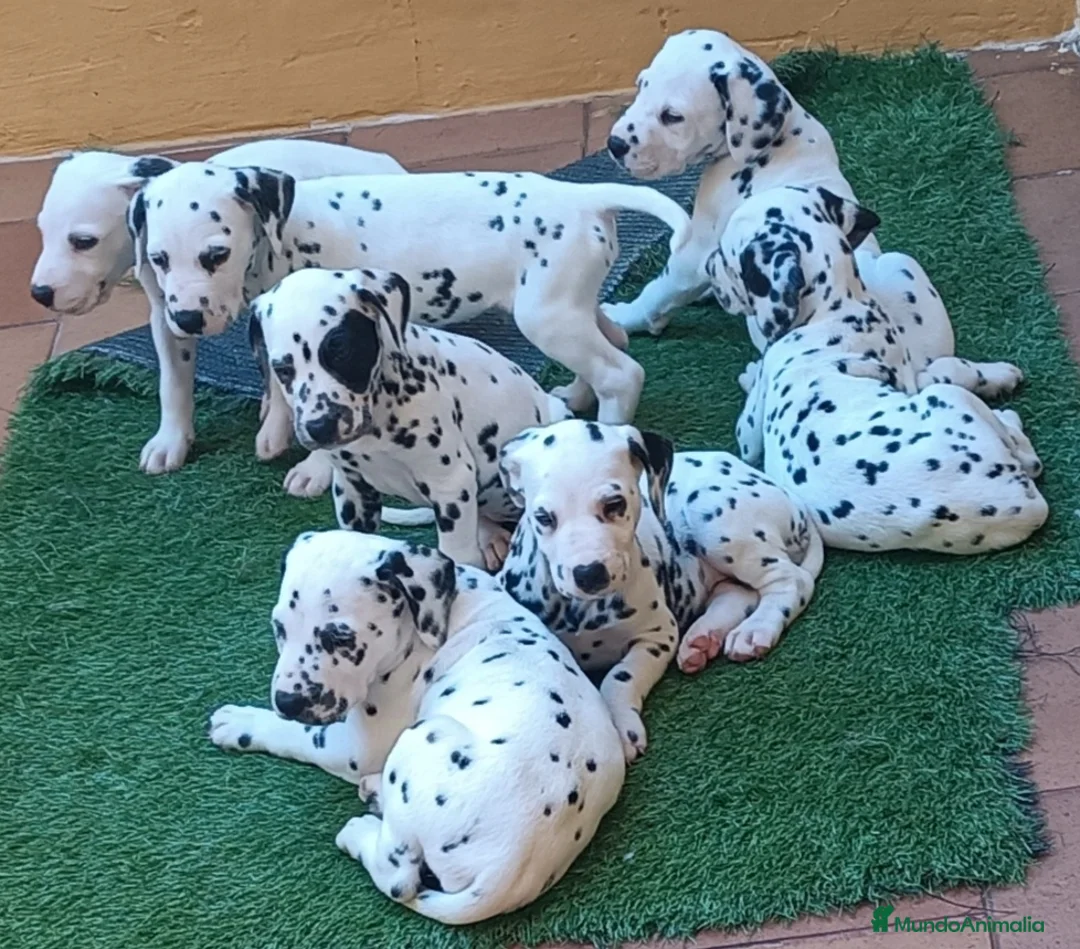 Dálmata perros en venta: Cachorros de dalmatas  - Anuncio 3