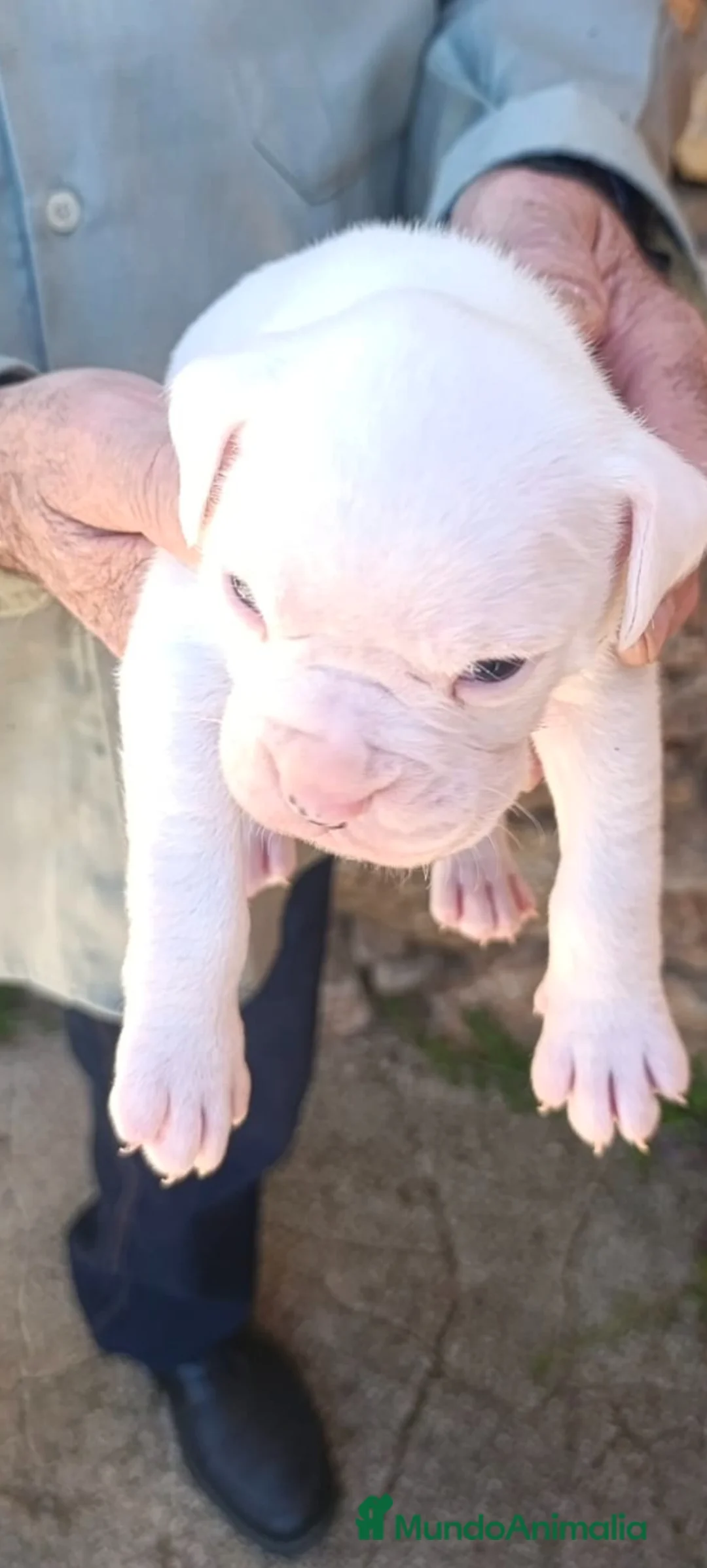 Boxer perros en venta: Macho de boxer  - Anuncio 1