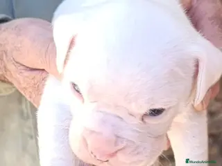 Boxer perros Macho de boxer - Anuncio 1