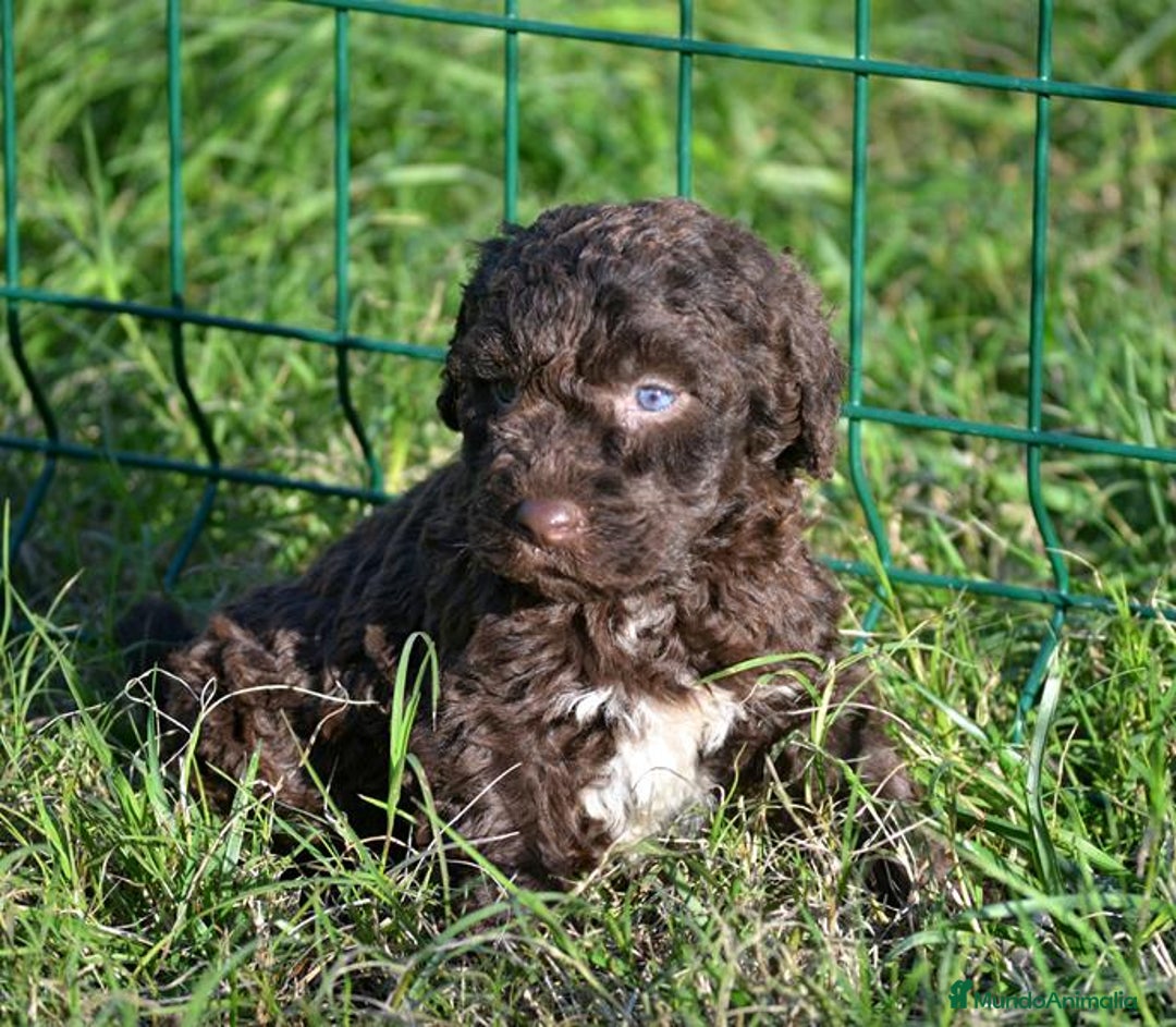 Perro de Agua Español perros en venta: Camada perro de agua español  - Anuncio 1