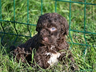 Perro de Agua Español perros Camada perro de agua español - Anuncio 1