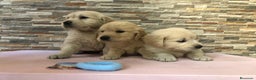 Golden Retriever perros en venta: Golden retriever  - Anuncio 3