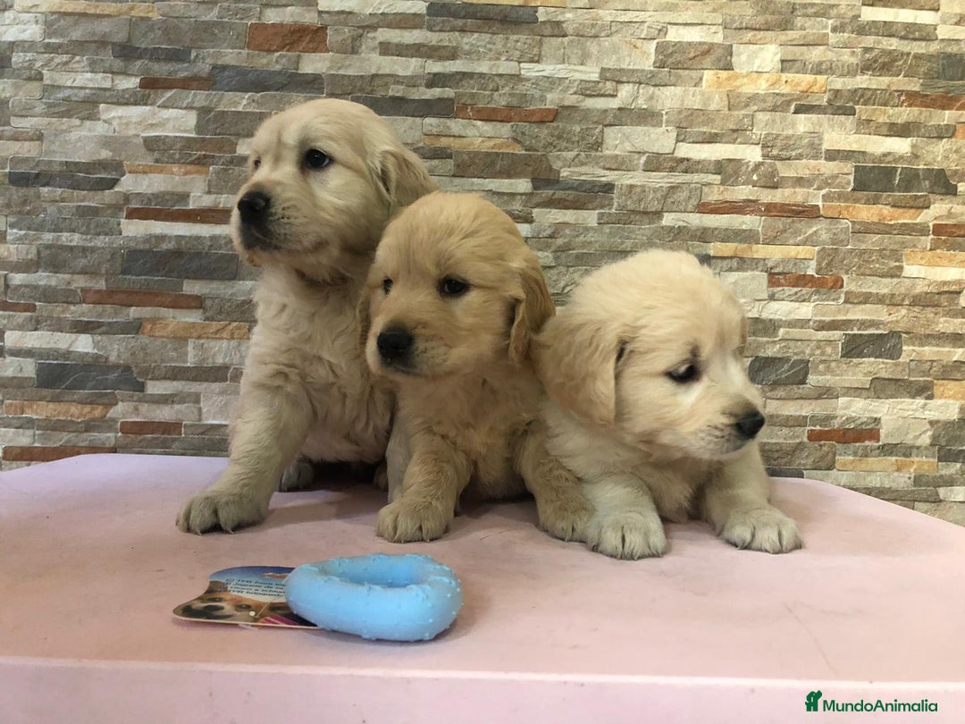 Golden Retriever perros en venta: Golden retriever  - Anuncio 3