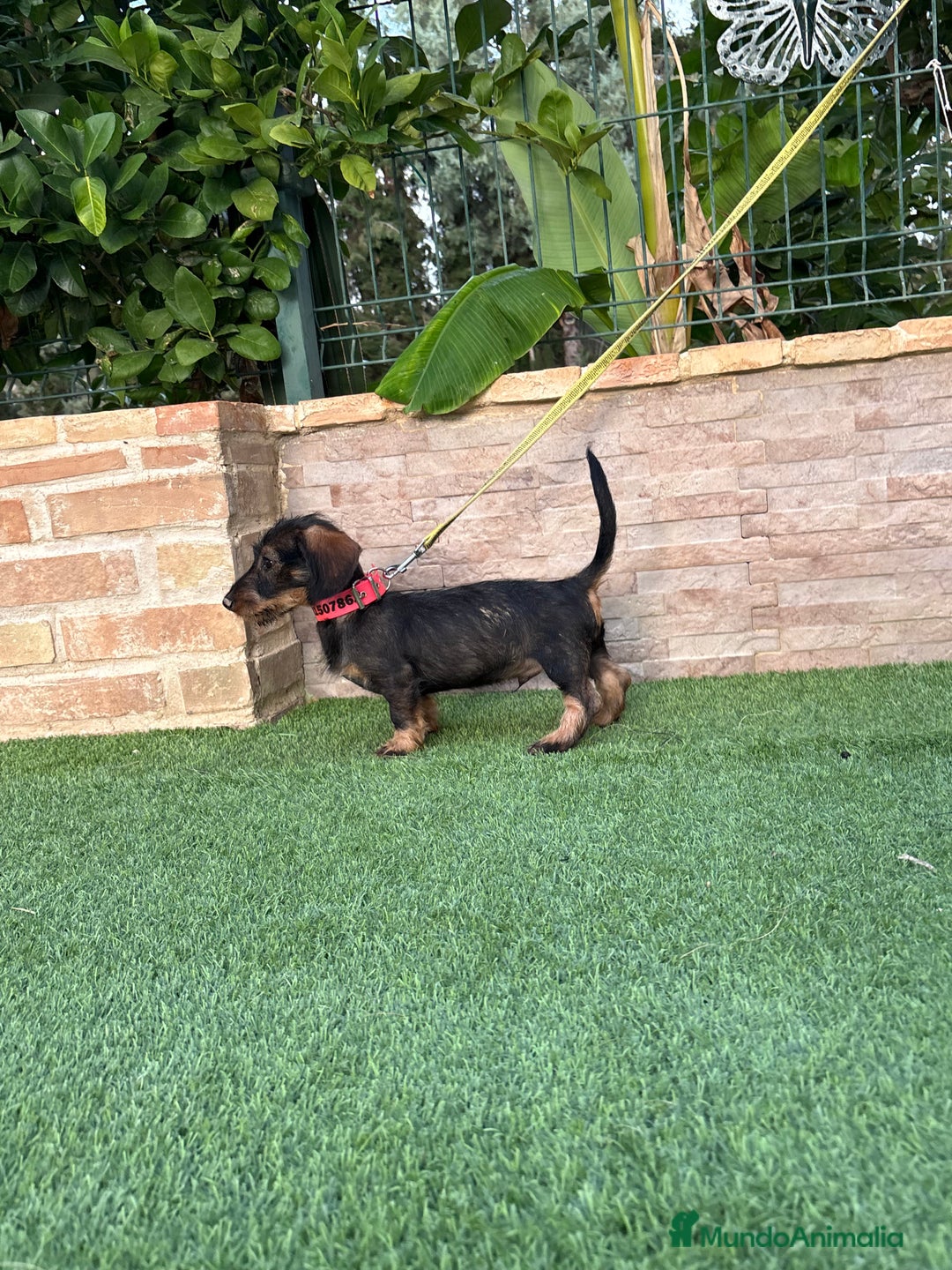 Teckel perros en venta: Teckel pelo duro  - Imagen 2