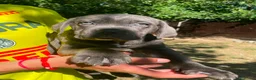 Cane Corso perros en venta: Cane corso Blue  - Anuncio 5