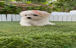 Bichón Maltés perros en venta: BICHON MALTES HEMBRA - Imagen 7