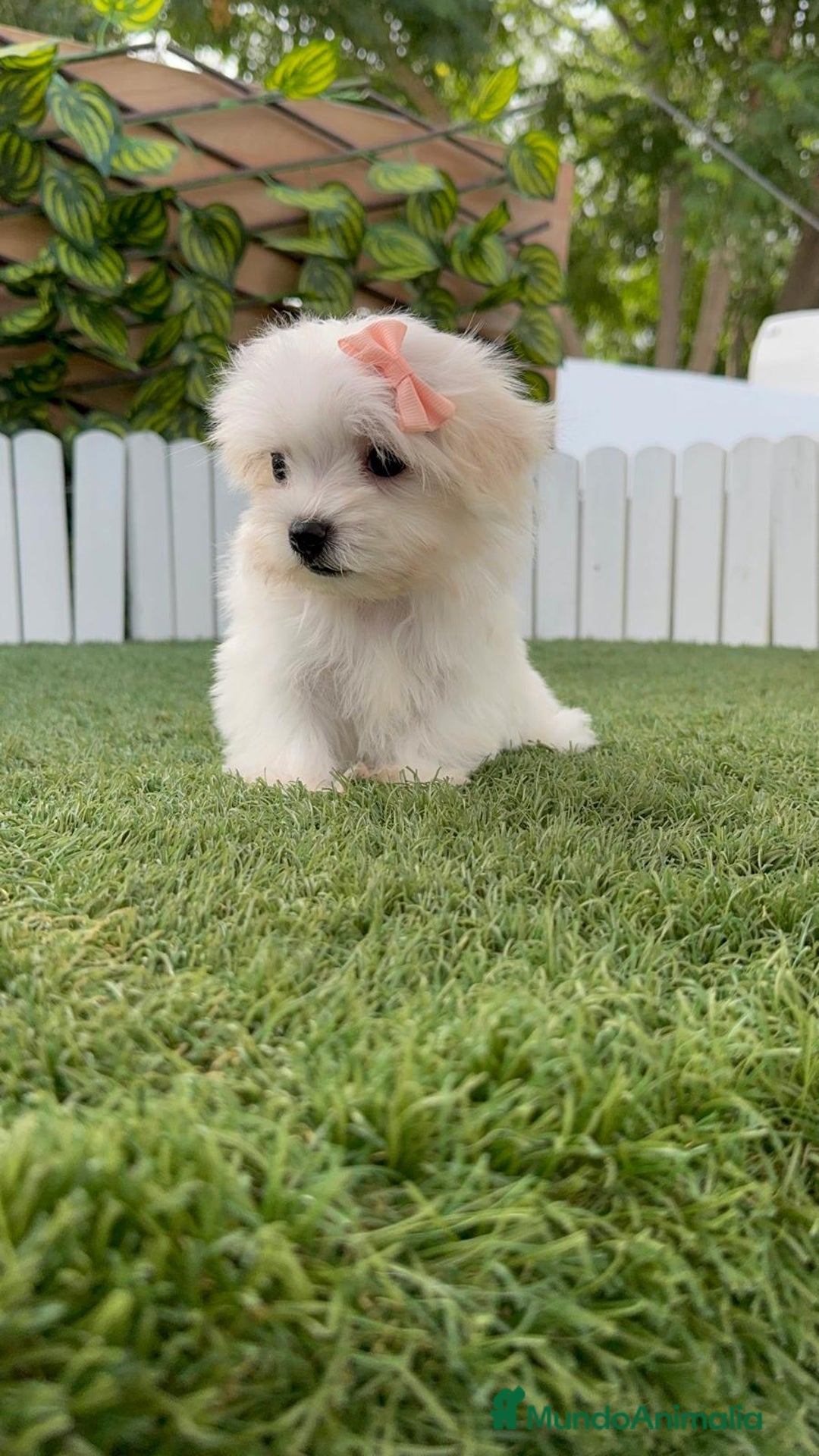 Bichón Maltés perros en venta: BICHON MALTES HEMBRA - Imagen 7