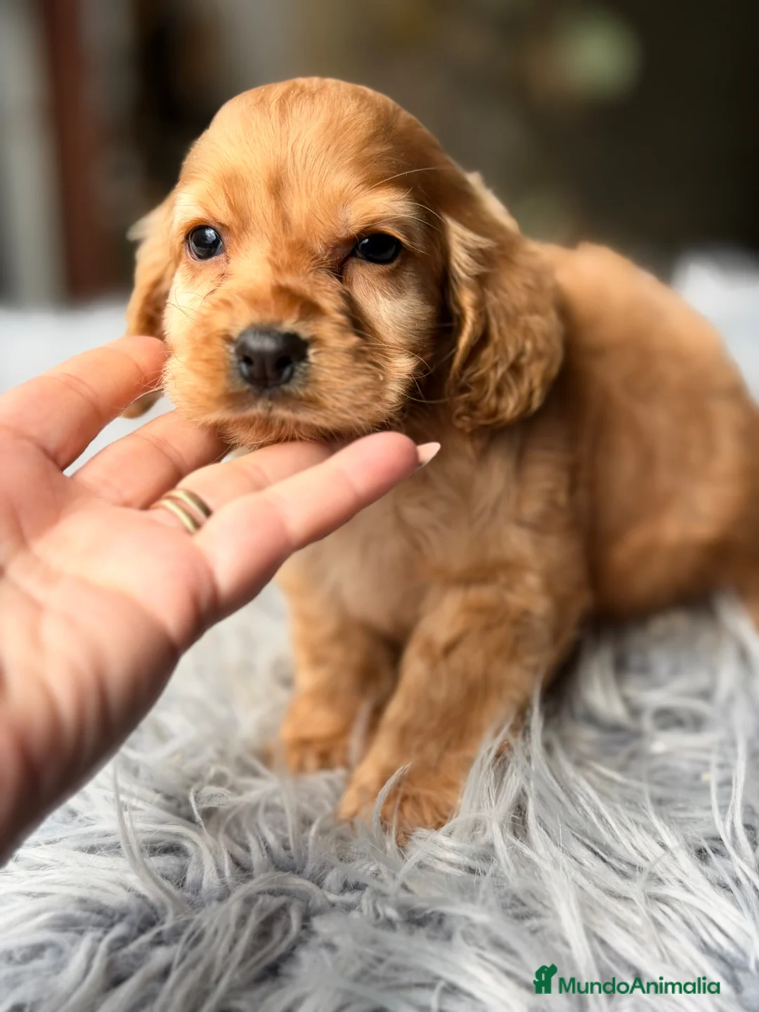 Cocker Spaniel Inglés perros en venta: Cocker dorado  - Anuncio 1