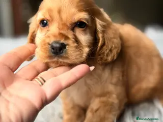 Cocker Spaniel Inglés perros Cocker dorado - Anuncio 3