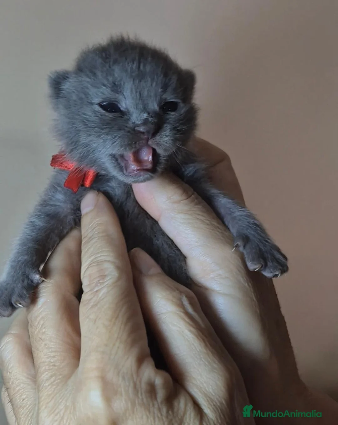 Británico de Pelo Corto Azul gatos en venta: Camada de British Shorthair y Scothis Fold  en Sevilla - Anuncio 2