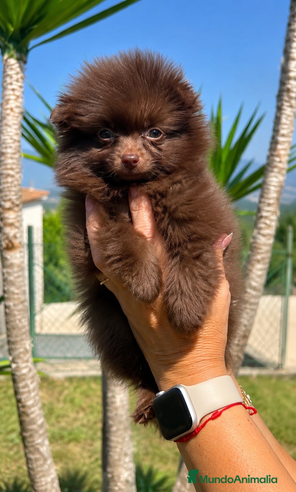 Pomerania perros Machito Pomerania Chocolate Disponible 🐾🤎 - Anuncio 2