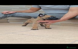 Pastor Belga Malinois perros en venta: Pastor Belga Malinois  - Imagen 2