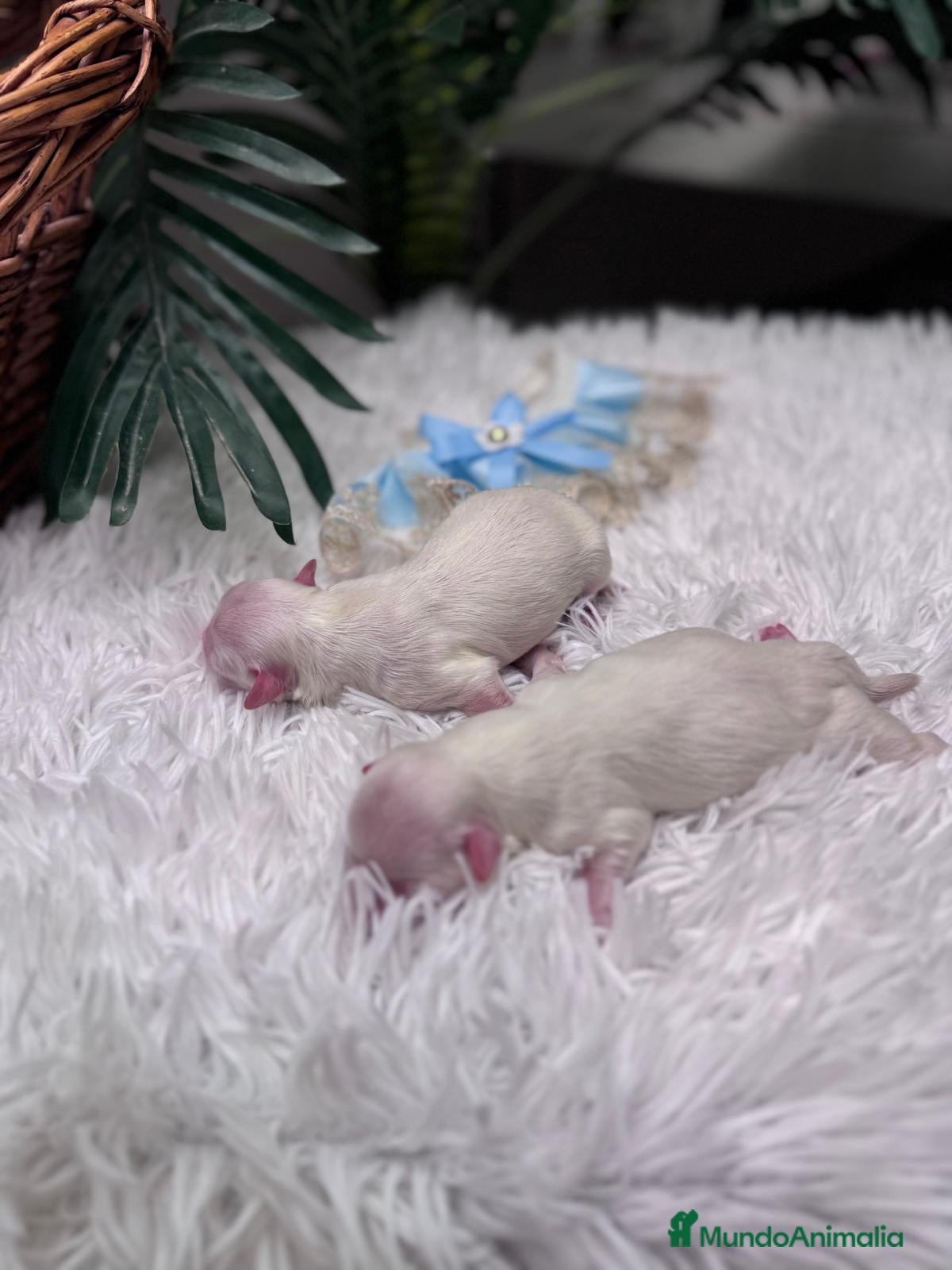 Bichón Maltés perros BICHON MALTES - Anuncio 1