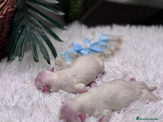 Bichón Maltés perros BICHON MALTES - Anuncio 1