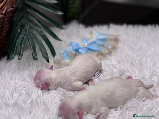 Bichón Maltés perros BICHON MALTES - Anuncio 4