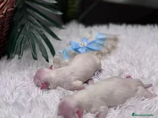 Bichón Maltés perros BICHON MALTES - Anuncio 13