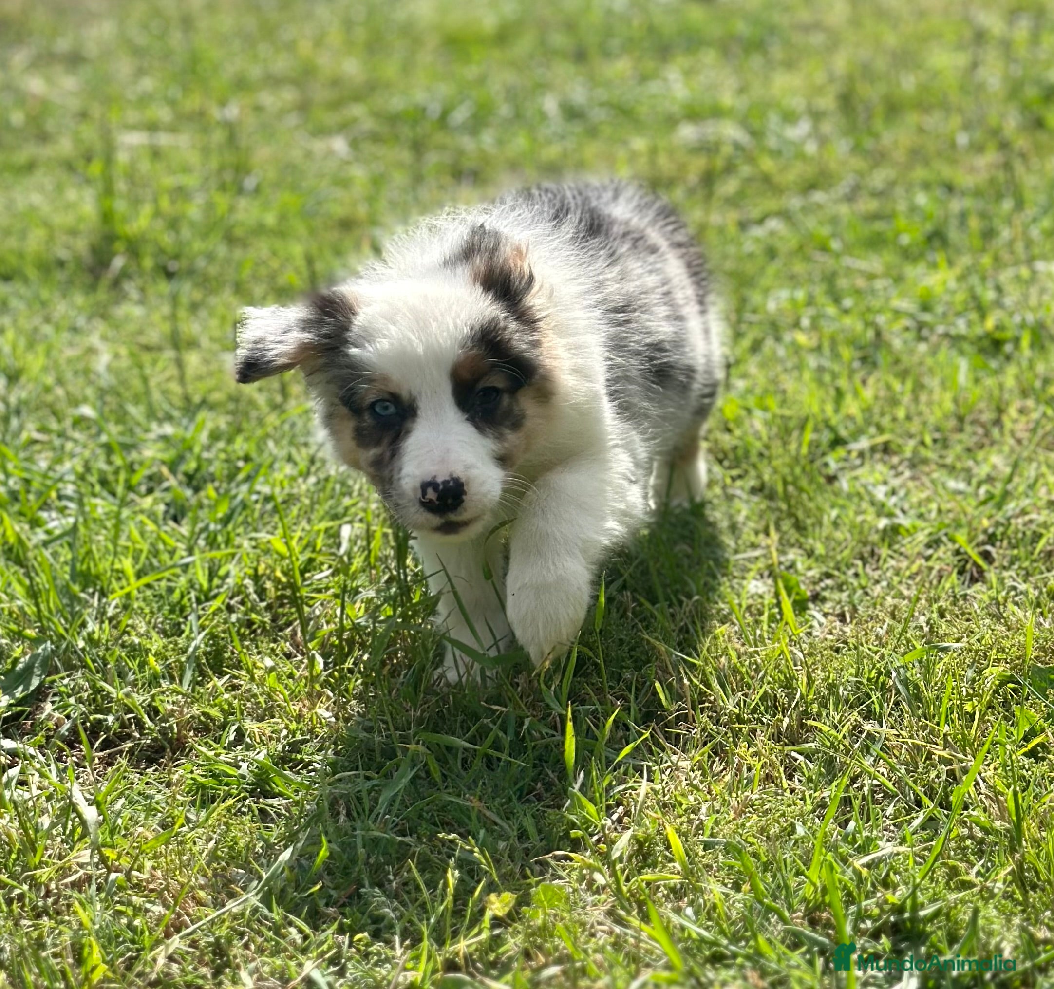 Border Collie perros EXCLUSIVA BORDER COLLIE TRI MERLE OJOS DISPARES en Barcelona - Anuncio 21