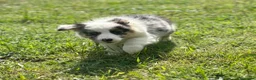 Border Collie perros en venta: EXCLUSIVA BORDER COLLIE TRI MERLE OJOS DISPARES en Barcelona - Anuncio 1
