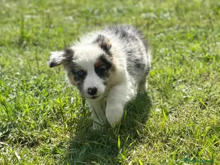 Border Collie perros EXCLUSIVA BORDER COLLIE TRI MERLE OJOS DISPARES en Barcelona - Anuncio 6