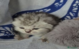 Británico de Pelo Corto gatos en venta: Brithis pelo corto Blue silver y de más  - Anuncio 2