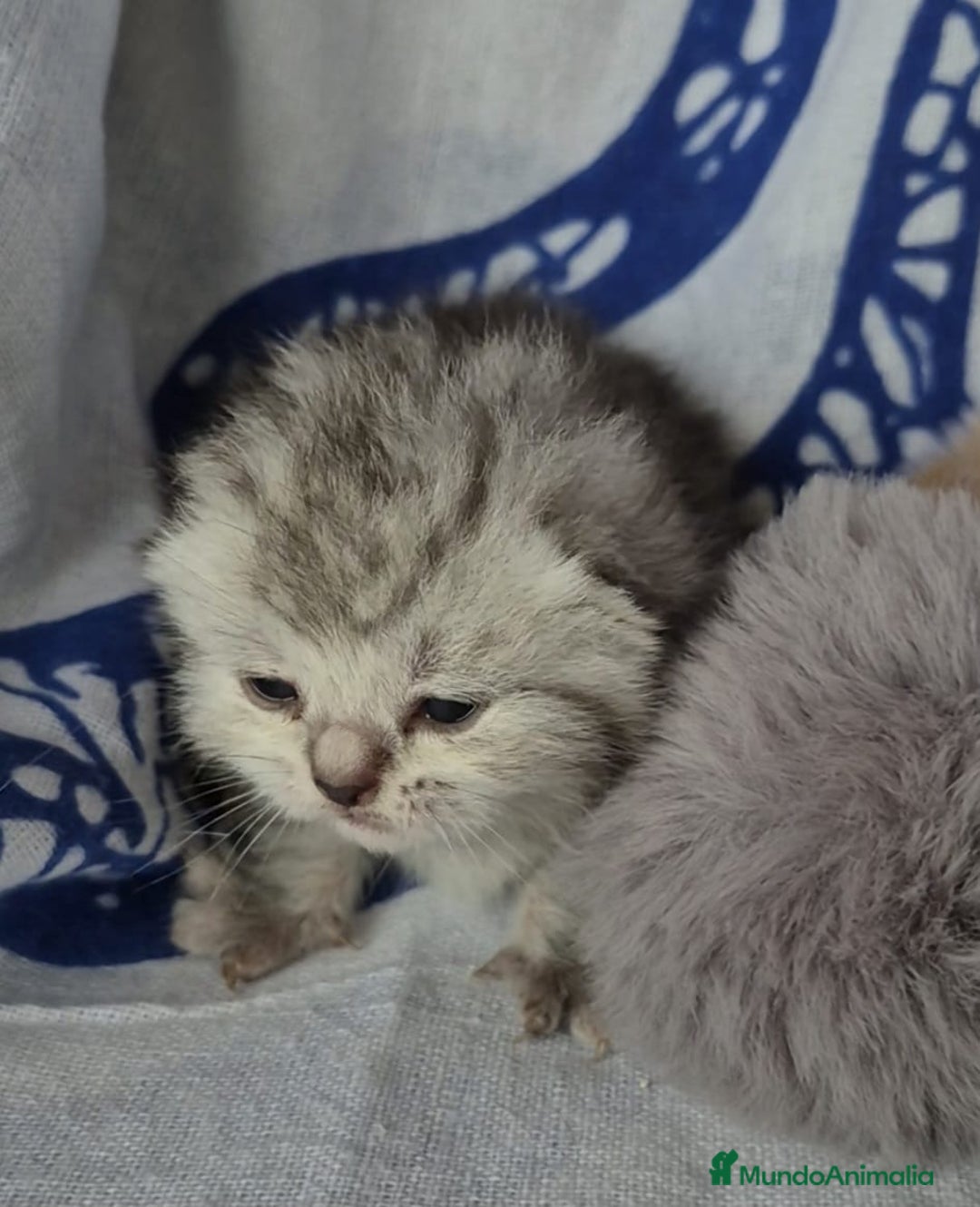 Británico de Pelo Corto gatos en venta: Brithis pelo corto Blue silver y de más  - Anuncio 2