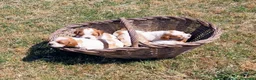 Épagneul Breton perros en venta: BRETON - Anuncio 5