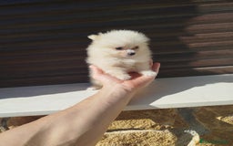 Pomerania perros en venta: Pomerania toy  - Imagen 2