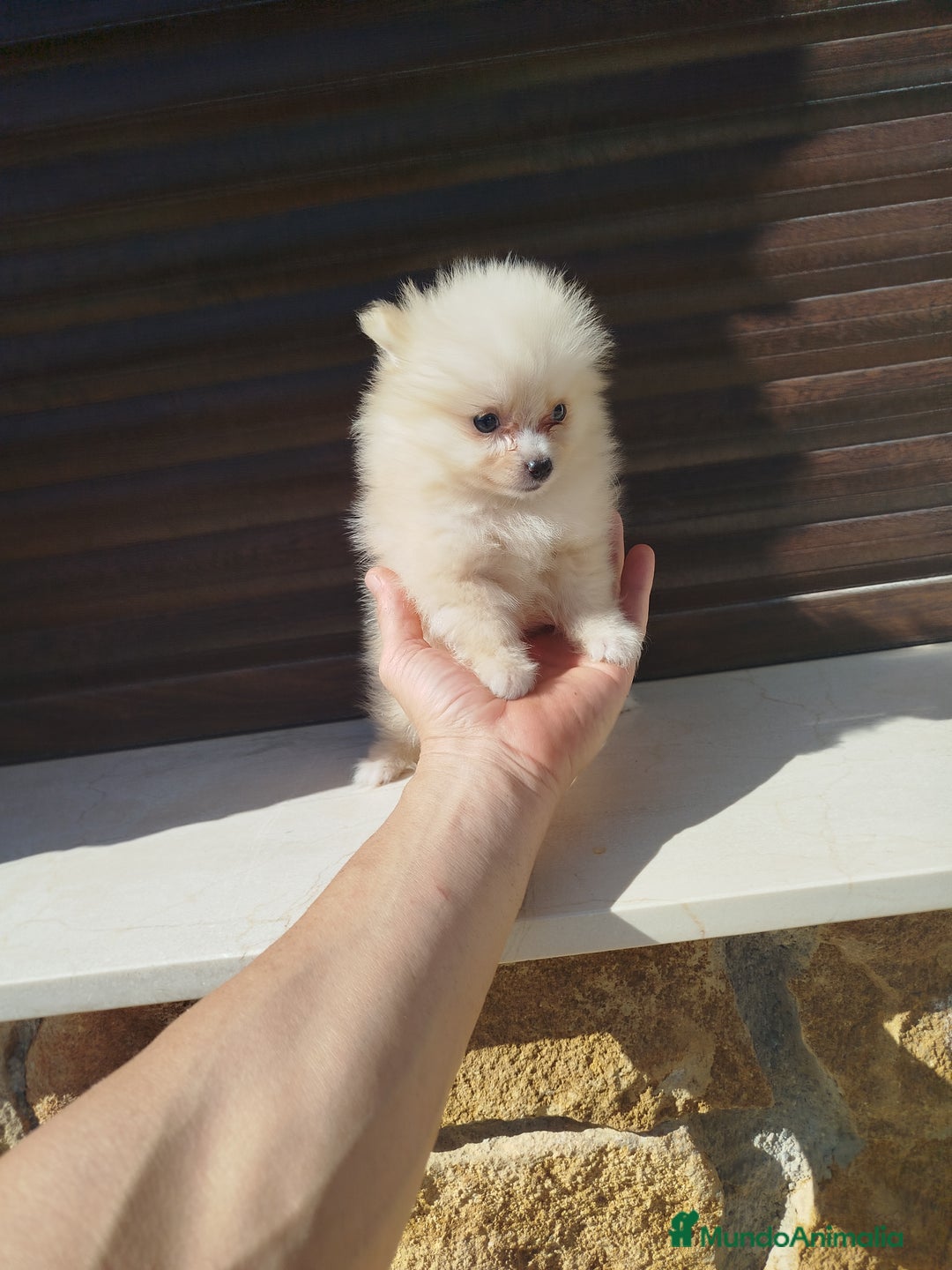 Pomerania perros en venta: Pomerania toy  - Imagen 2
