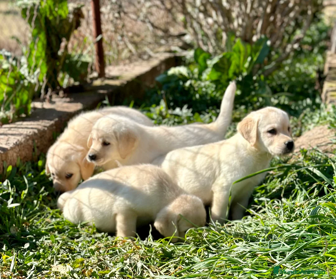 Labrador Retriever perros en venta: LABRADOR AMARILLO DISPONIBLES! en Barcelona - Anuncio 1