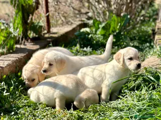 Labrador Retriever perros LABRADOR AMARILLO DISPONIBLES! en Barcelona - Anuncio 3