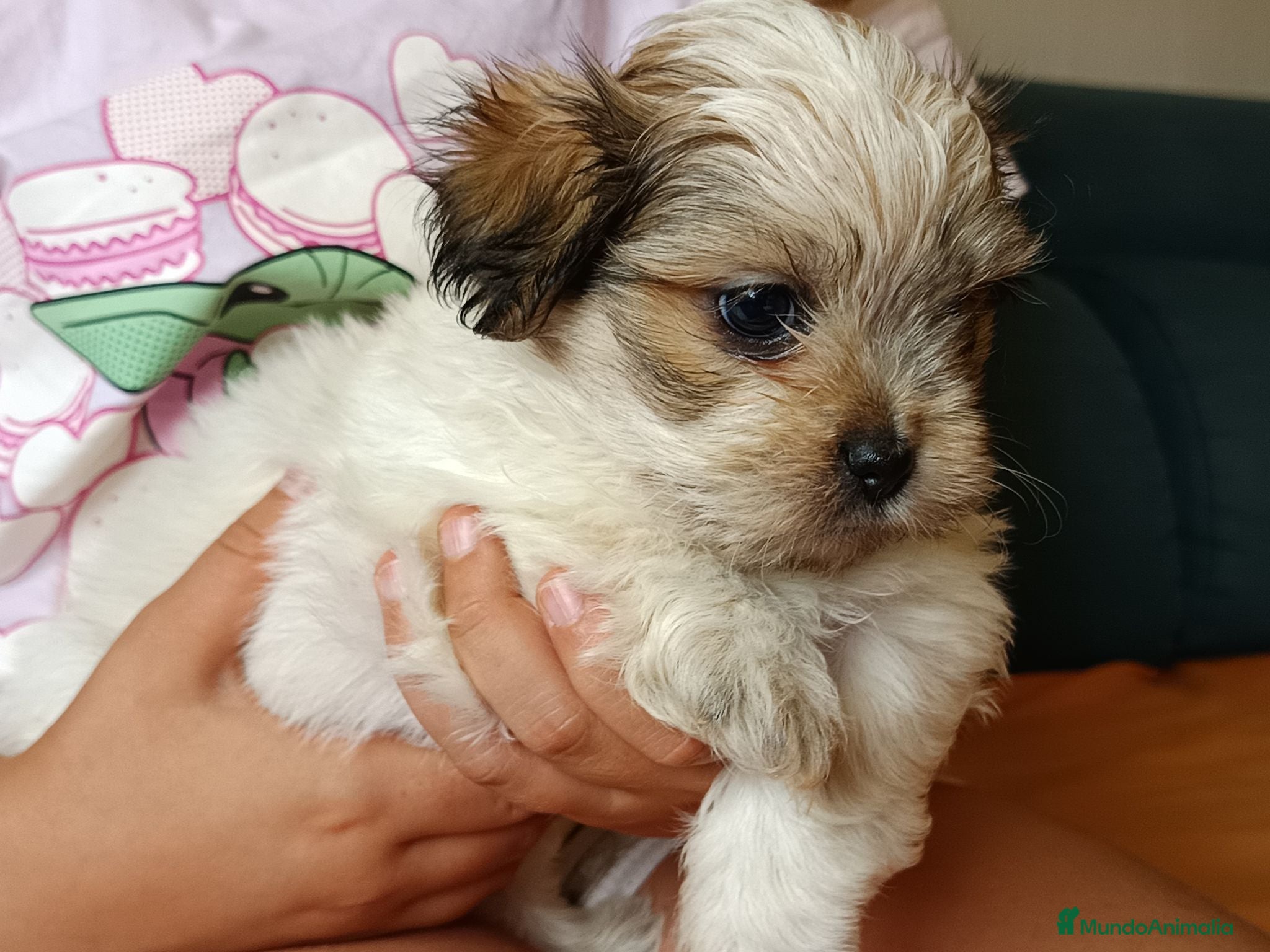 Shih Tzu perros MalShi. Shihtzu x Maltes - Anuncio 10