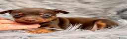 Pinscher Miniatura perros en venta: PINSCHER MINIATURA CHOCOLATE - Anuncio 4