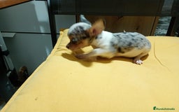 Chihuahua perros en venta: Chihuahua macho  - Imagen 2