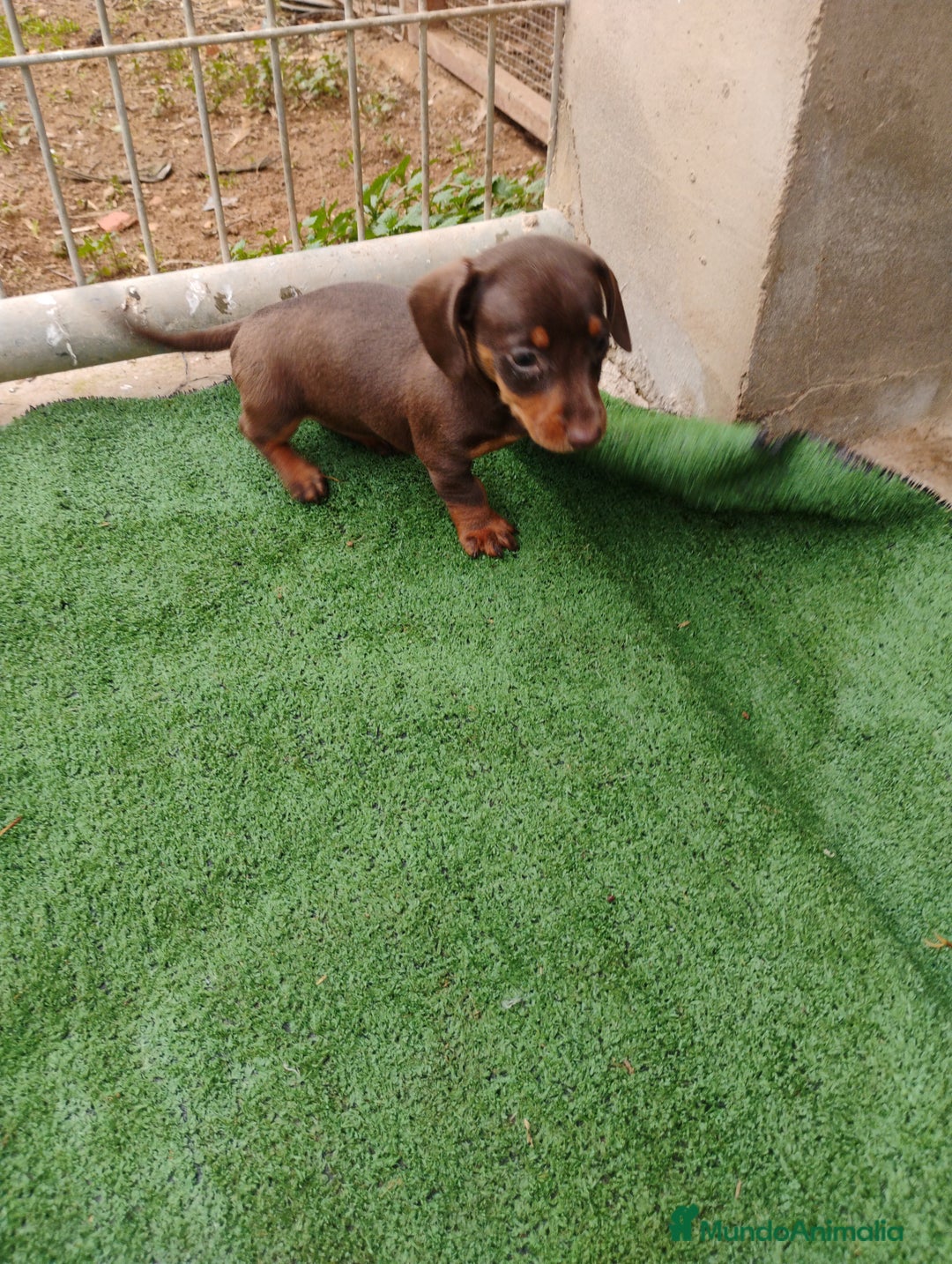 Teckel Miniatura perros en venta: Cachorra teckel chocolate mini - Anuncio 2