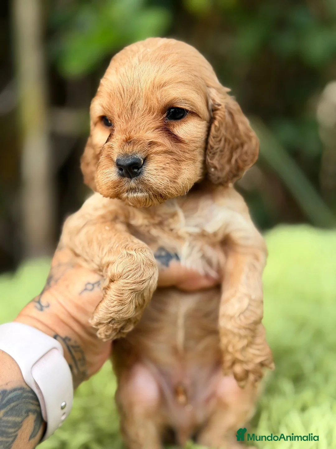 Cocker Spaniel Inglés perros en venta: Cocker inglés dorado - Anuncio 14