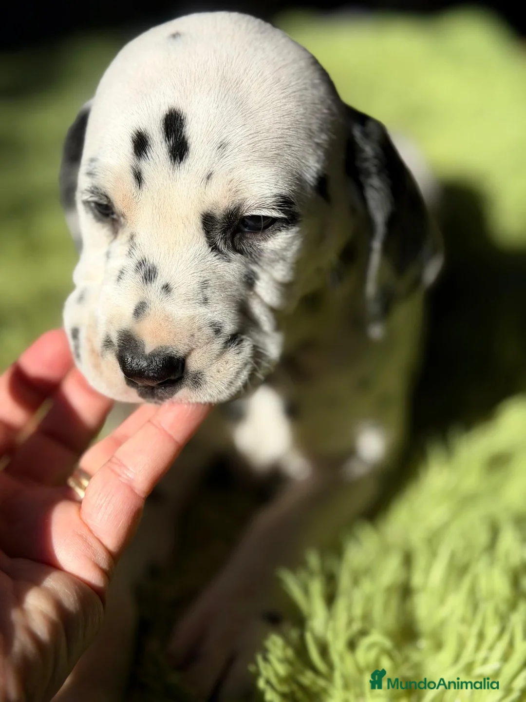Dálmata perros en venta: Dalmata - Anuncio 3