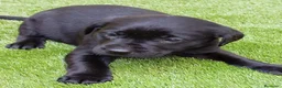 Labrador Retriever perros en venta: Camada de labradores  en Toledo - Anuncio 10