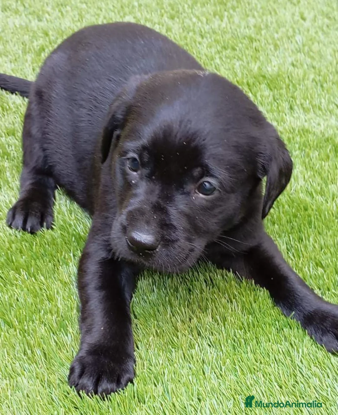 Labrador Retriever perros en venta: Camada de labradores  en Toledo - Anuncio 10