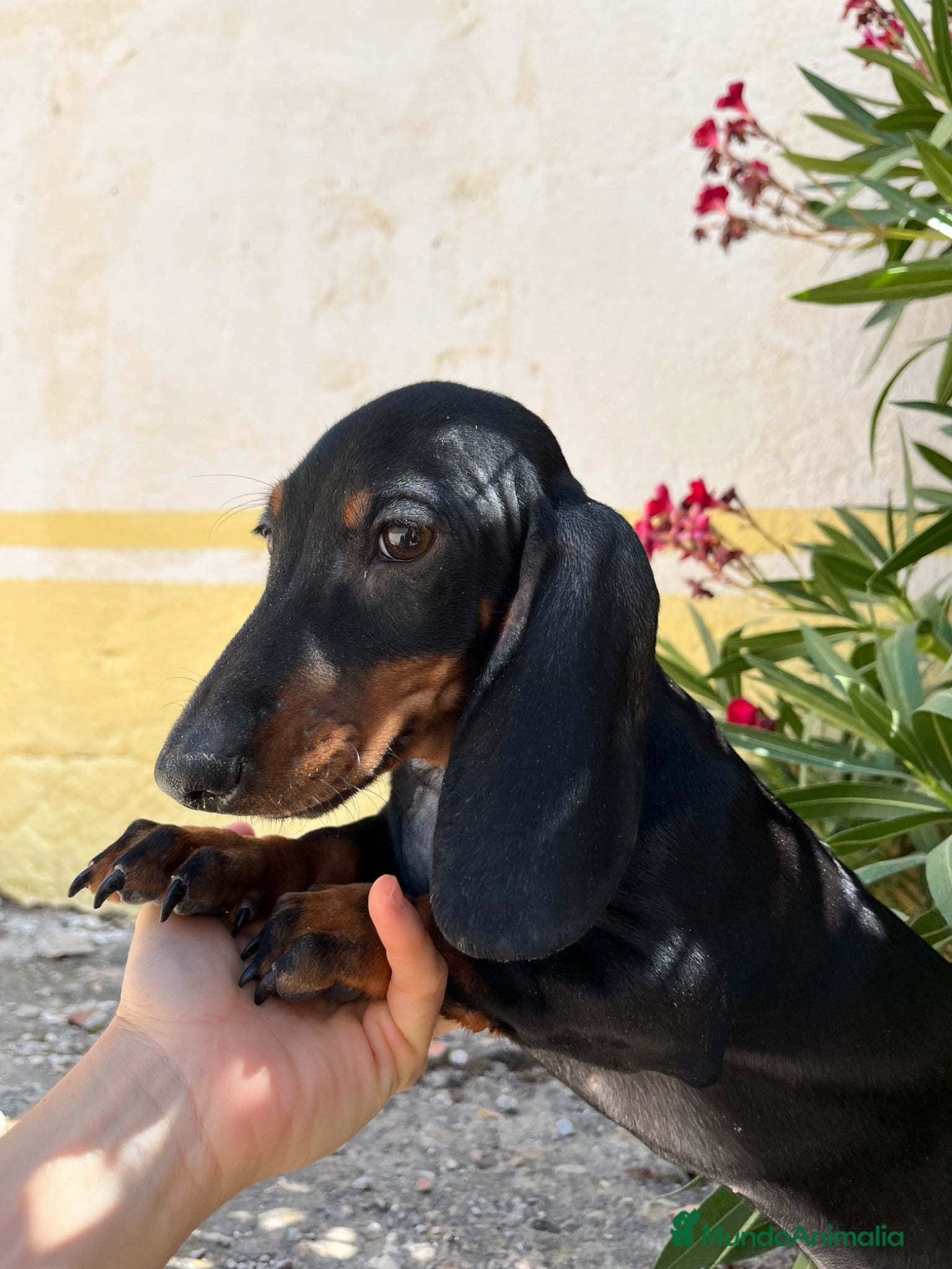 Teckel perros Teckel - Anuncio 1