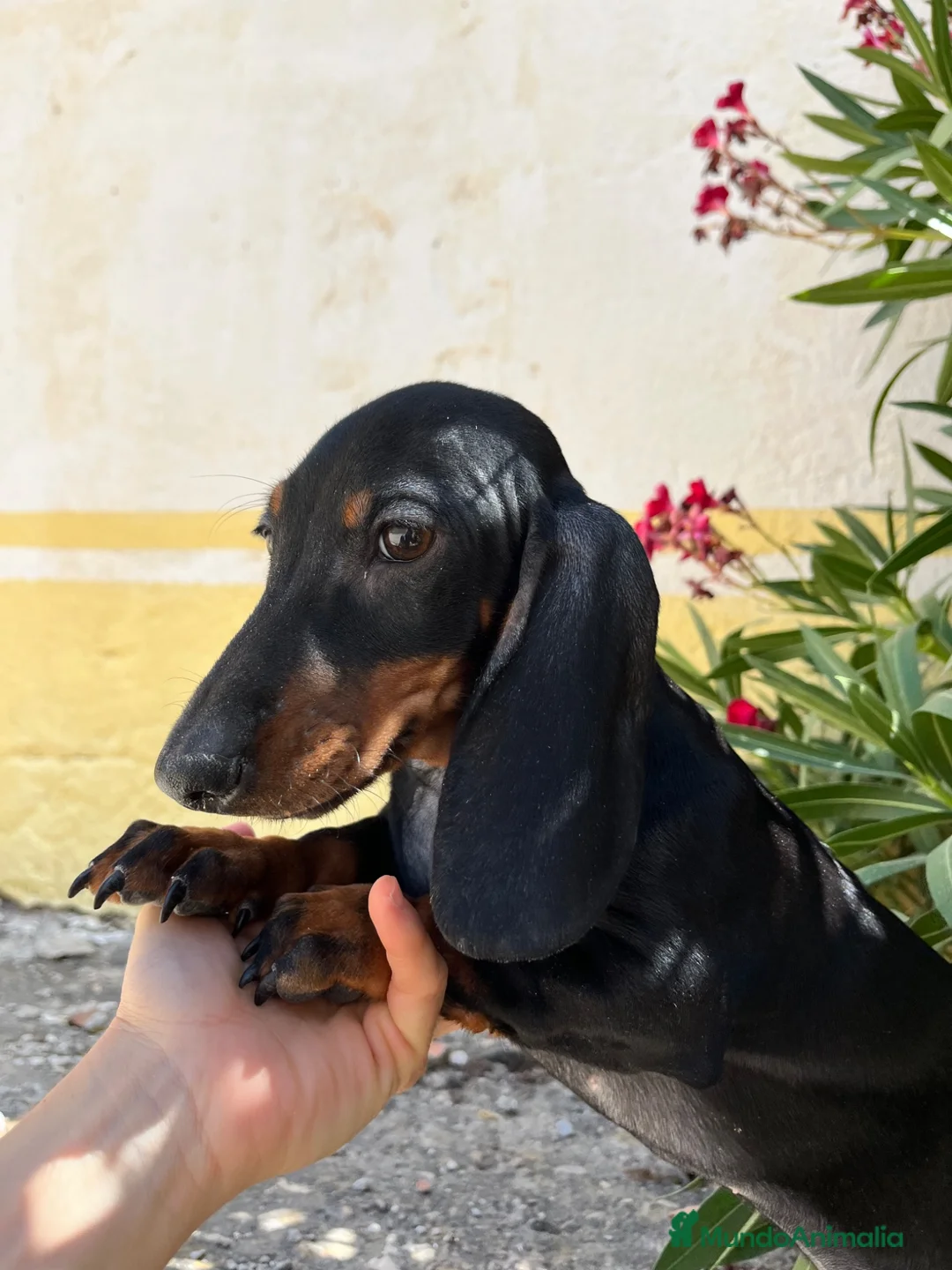 Teckel perros en venta: Teckel - Anuncio 1