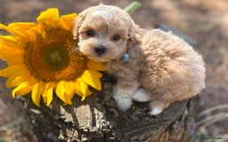 Maltipoo perros en venta: Maltipoo fotos actuales de los cachorros!! - Imagen 14