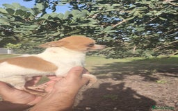 Chihuahua perros en venta: Chihuahua macho y hembra  - Imagen 7