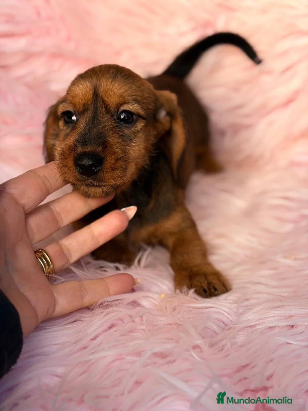 Teckel Miniatura perros en venta: Hembra teckel pelo duro - Anuncio 2