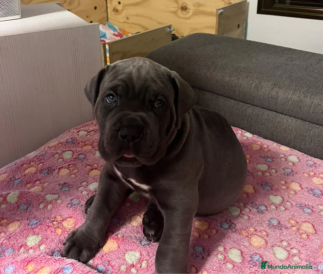 Cane Corso perros en venta: IMPRESIONANTES CANE CORSOS en Alicante - Anuncio 4