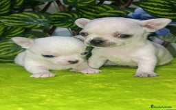 Chihuahua perros en venta: Lindos chihuahuas Toy  - Imagen 3