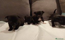 Chihuahua perros en venta: Chihuahuas toy cabeza manzana hembras - Imagen 7